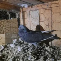کبوتر گرفتنی|پرنده|قم, نیروگاه|دیوار