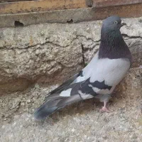 ی نر سبز تیره سفید پر