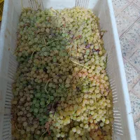 انگور کشمشی