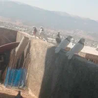 تعدادی کبوتر