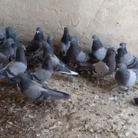نروماده سبز خطی پرشی|پرنده|کاشان, ولیعصر|دیوار