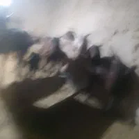 بز نژدی|حیوانات مزرعه|زرندیه, |دیوار