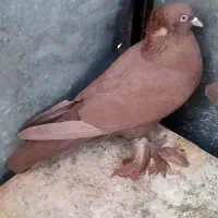 کبوتر راعبی