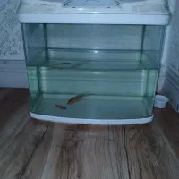 اگواریوم شیشه خم