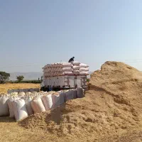 کاه|عمده‌فروشی|کوهدشت, |دیوار