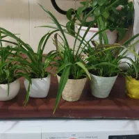 گل گندمی|گل و گیاه طبیعی|اندیشه, اندیشه فاز ۱|دیوار