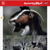 بوز