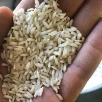 برنج عنبربو نوین به شرط پخت درمیدان میوه و تره بار|عمده‌فروشی|کرمانشاه, |دیوار