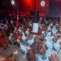 جوجه مرغ وخروس محلی