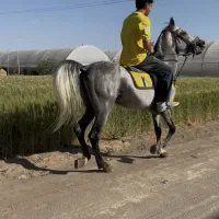 اسب سواری دار