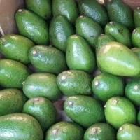 اوکادو ارگانیک