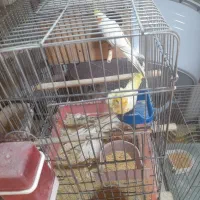 فروش ۱۳ جفت عروس هلندی سالم ومولد صددرصد