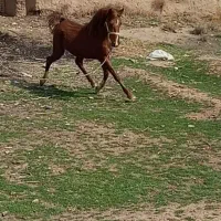 اسب|اسب و تجهیزات اسب‌سواری|خرمدشت, |دیوار