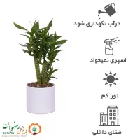 بار جدید شارژ شد|گل و گیاه طبیعی|ایرانشهر, |دیوار