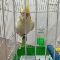 عروس هلندی نر