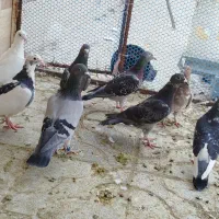 کبوتر پلاکی|پرنده|شیراز, داریون|دیوار