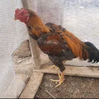 خروس افغان اصل