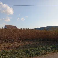 علف زنی با چمن زن