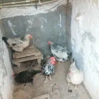 مرغ خروس|حیوانات مزرعه|خوسف, |دیوار