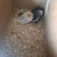 جوجه عروس هلندی برای دستی کردن در بافق