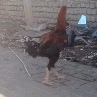 خروس لاری اصیل