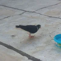 کبوتر مفلق سیاه پشت