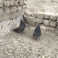 حیوان خوب