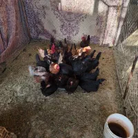 فروش مرغ خانگی|حیوانات مزرعه|جوین, |دیوار