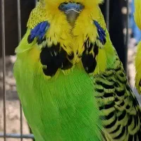 مرغ عشق انگلیسی