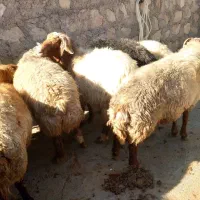 قوچ جوان|حیوانات مزرعه|زاگرس, |دیوار