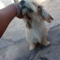 سک پاکوتا معاوضه با کبوتر|سگ|مسجد سلیمان, |دیوار