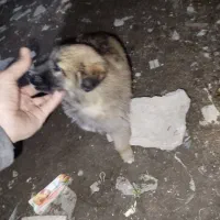 واگذاری توله ماده|سگ|رشت, حومه رشت|دیوار