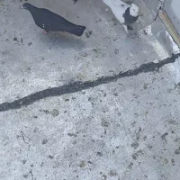 صید دیروز یه طوقی سیاه با یه سیاه جوجه سینه|پرنده|بجنورد, |دیوار