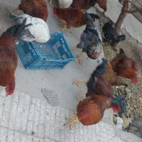 تعدادی مرغ و خروس بومی 8ماهه خریدم تخم گذار هستن|حیوانات مزرعه|نجف‌آباد, یزدانشهر|دیوار