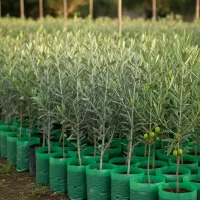 نهال زیتون ارگانیک با تخفیف ویژه|خدمات باغبانی و درختکاری|کوار, |دیوار