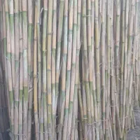 نی درشت|عمدهفروشی|سنگدوین, |دیوار