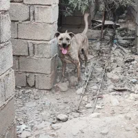 نر پیتبول خراسانی مخصوص گله و کوه