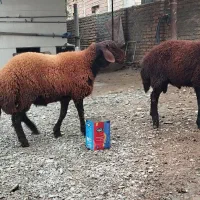 بره نر پروار شده|حیوانات مزرعه|گمیشان, |دیوار