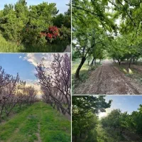 باغچه-فروشی-400متر