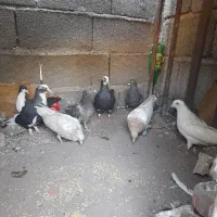 کفتر|پرنده|رفسنجان, |دیوار