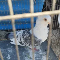 کبوتر بلژیکی ماده کار داده