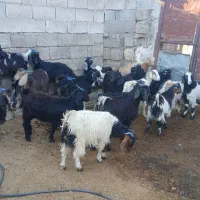 ۳۵راس بی|حیوانات مزرعه|ایلام, |دیوار