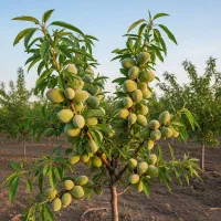شروع سوددهی فوری با نهال گردو پربازده موجودی محدود|خدمات باغبانی و درختکاری|اصفهان, قلعه طبره|دیوار
