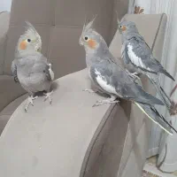 عروس هلندی|پرنده|سقز, |دیوار