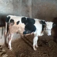 یک راس گوساله نرسیمینتال ویک راس گاوباگوساله ماده|حیوانات مزرعه|شیروان (لرستان), |دیوار