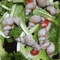 پرورش حلزون