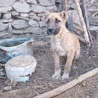 توله نر ذات دار