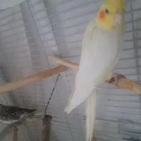 طوطی عروس