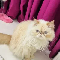 پرشین سوپرفلت ماده