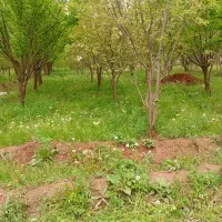 باغ ویلایی|فروش زمین و ملک کلنگی|فیرورق, |دیوار